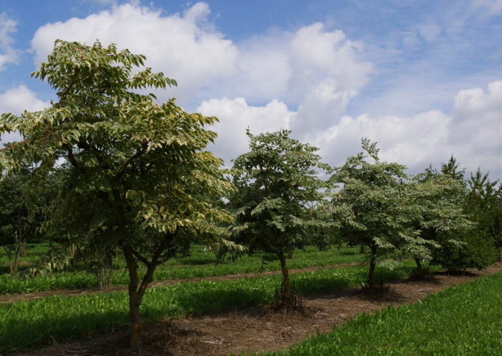 Arálie štíhlá (Aralia elata)