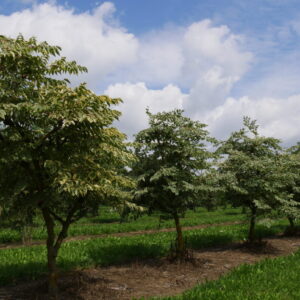 Arálie štíhlá (Aralia elata)