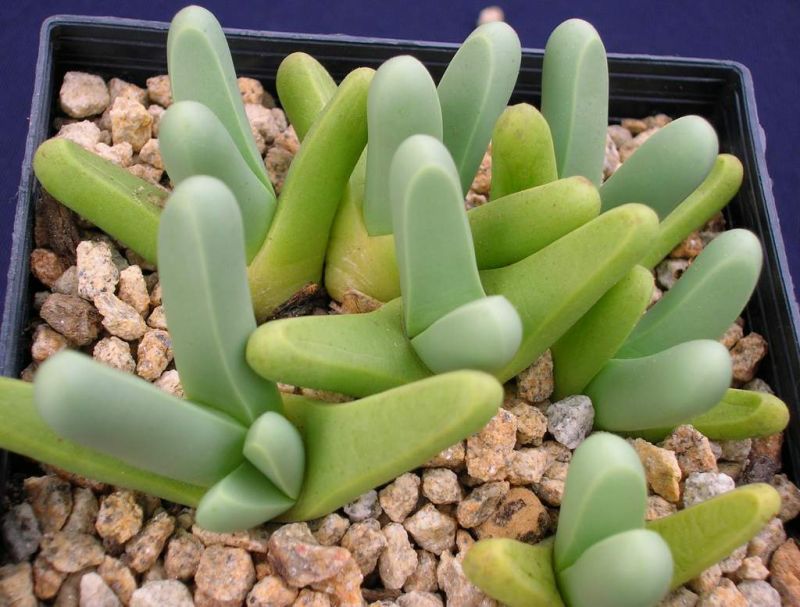 Argyroderma brevipes