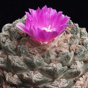 Ariokarpus (Ariocarpus)