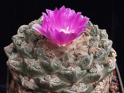 Ariokarpus (Ariocarpus)