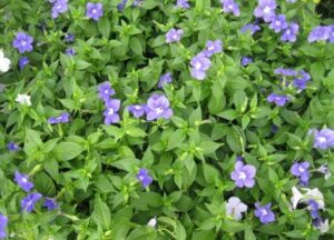 Hnojení pokojových rostlin 15 Broválie (Browallia speciosa)