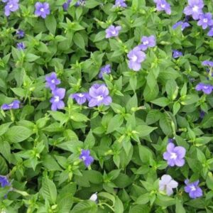 Broválie (Browallia speciosa)