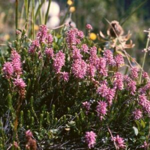 Brukentálie (Bruckenthalia spiculifolia)