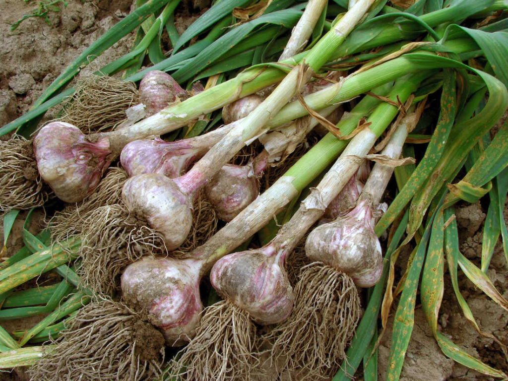 Česnek kuchyňský (Allium sativum)