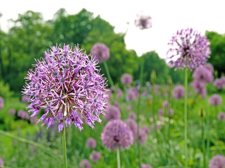 Česnek kuchyňský (Allium sativum)