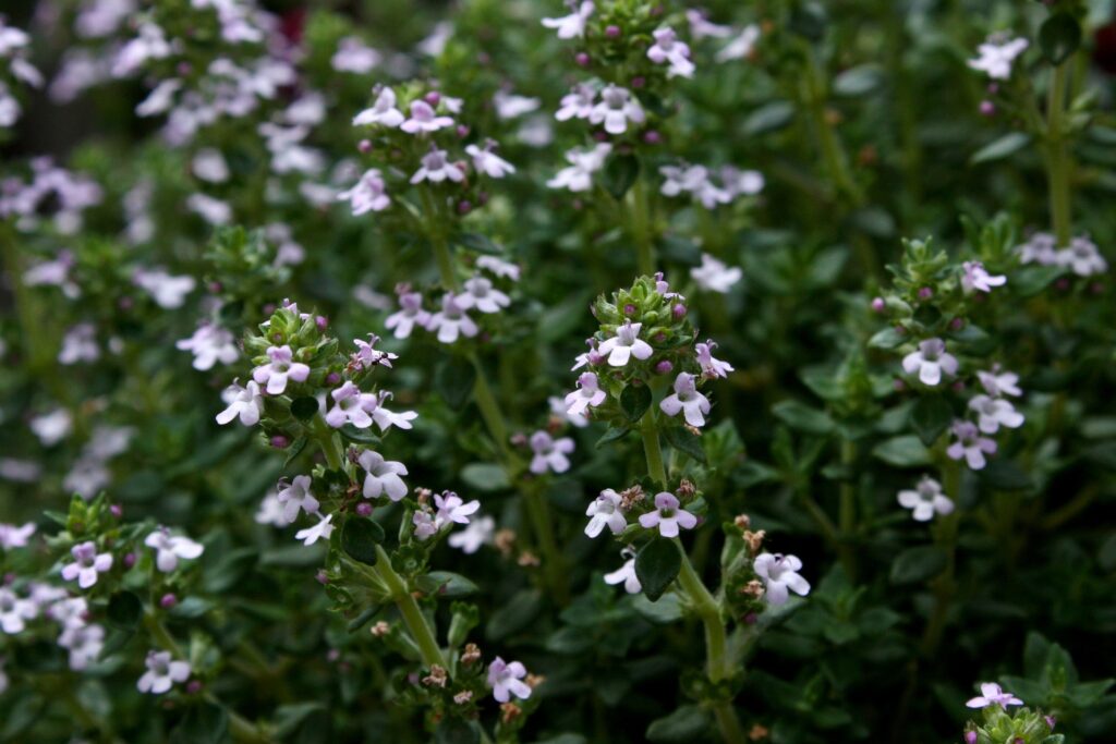 Tymián obecný (Thymus vulgaris)