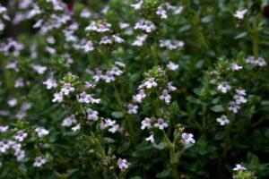 Tymián obecný (Thymus vulgaris)