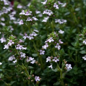 Tymián obecný (Thymus vulgaris)