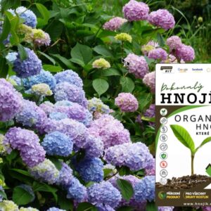 Hnojík - hnojivo na hortenzie.