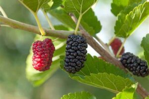 Pěstování moruše