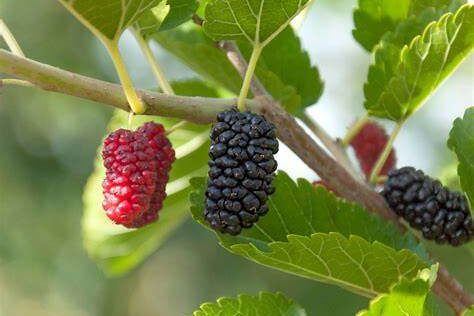 Pěstování moruše