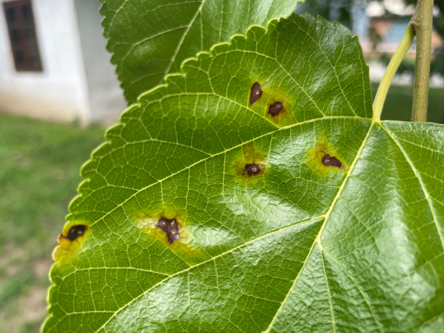 Skvrnitost listů moruše