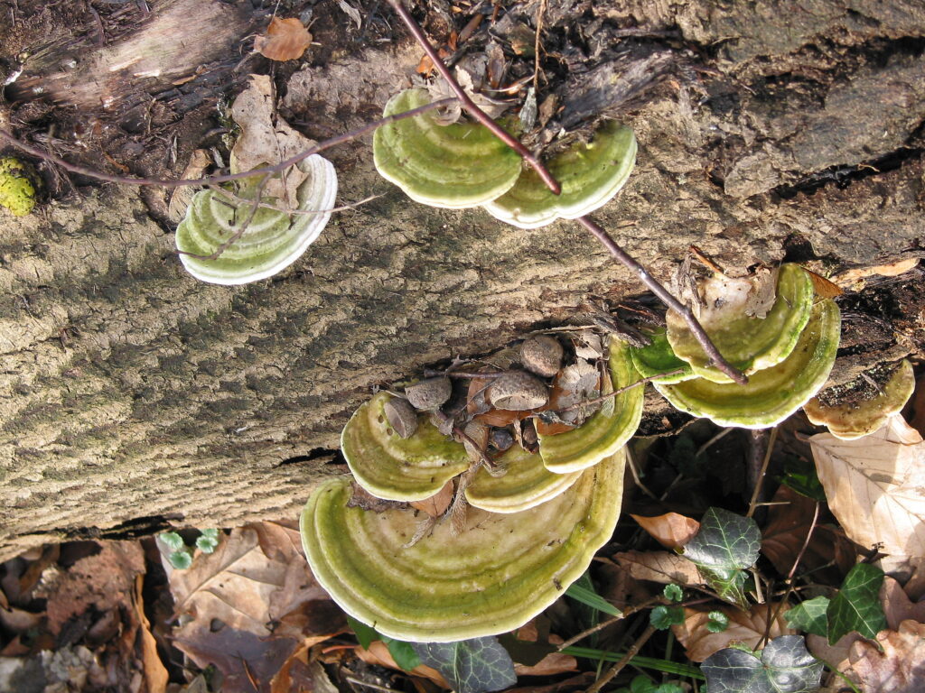 Outkovka hrbatá (Trametes gibbosa)
