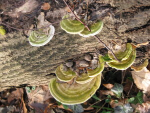 Jak se zbavit mravenců 9 Outkovka hrbatá (Trametes gibbosa)