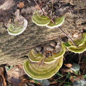 Outkovka hrbatá (Trametes gibbosa)
