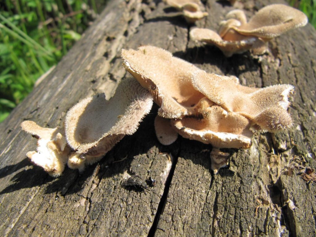 Outkovka 3 Outkovka chlupatá (Trametes hirsuta)