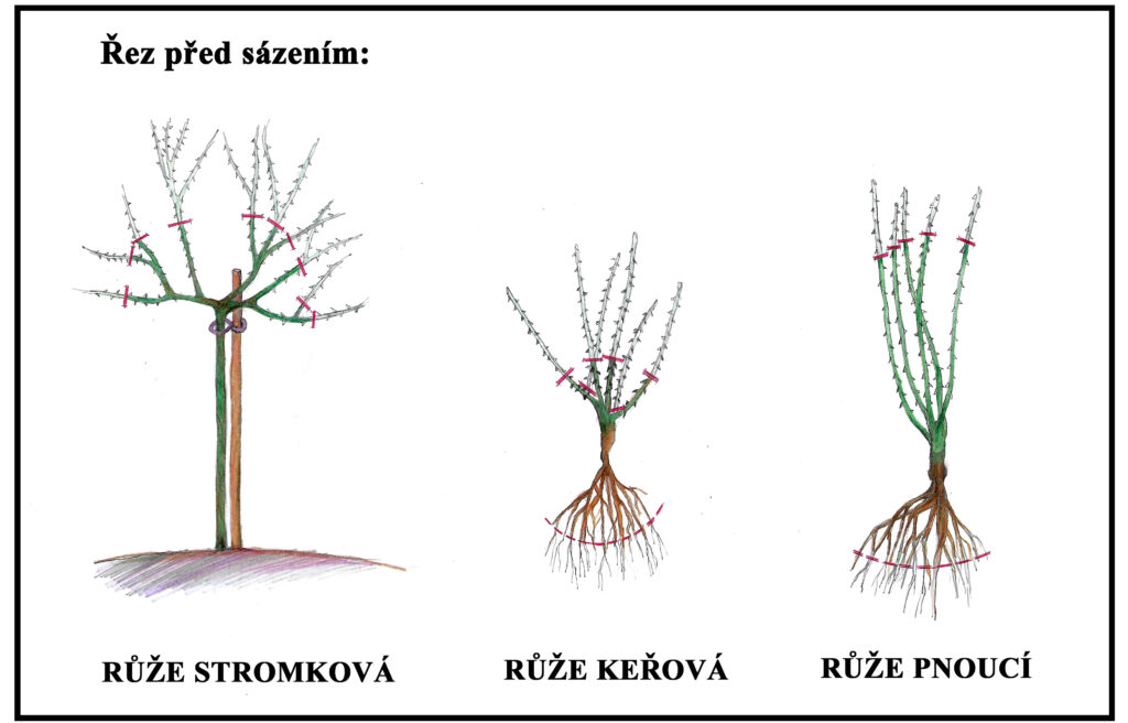 Zahrada v březnu 14 schéma řezu růží před výsadbou stromkové keřové a pnoucí růže