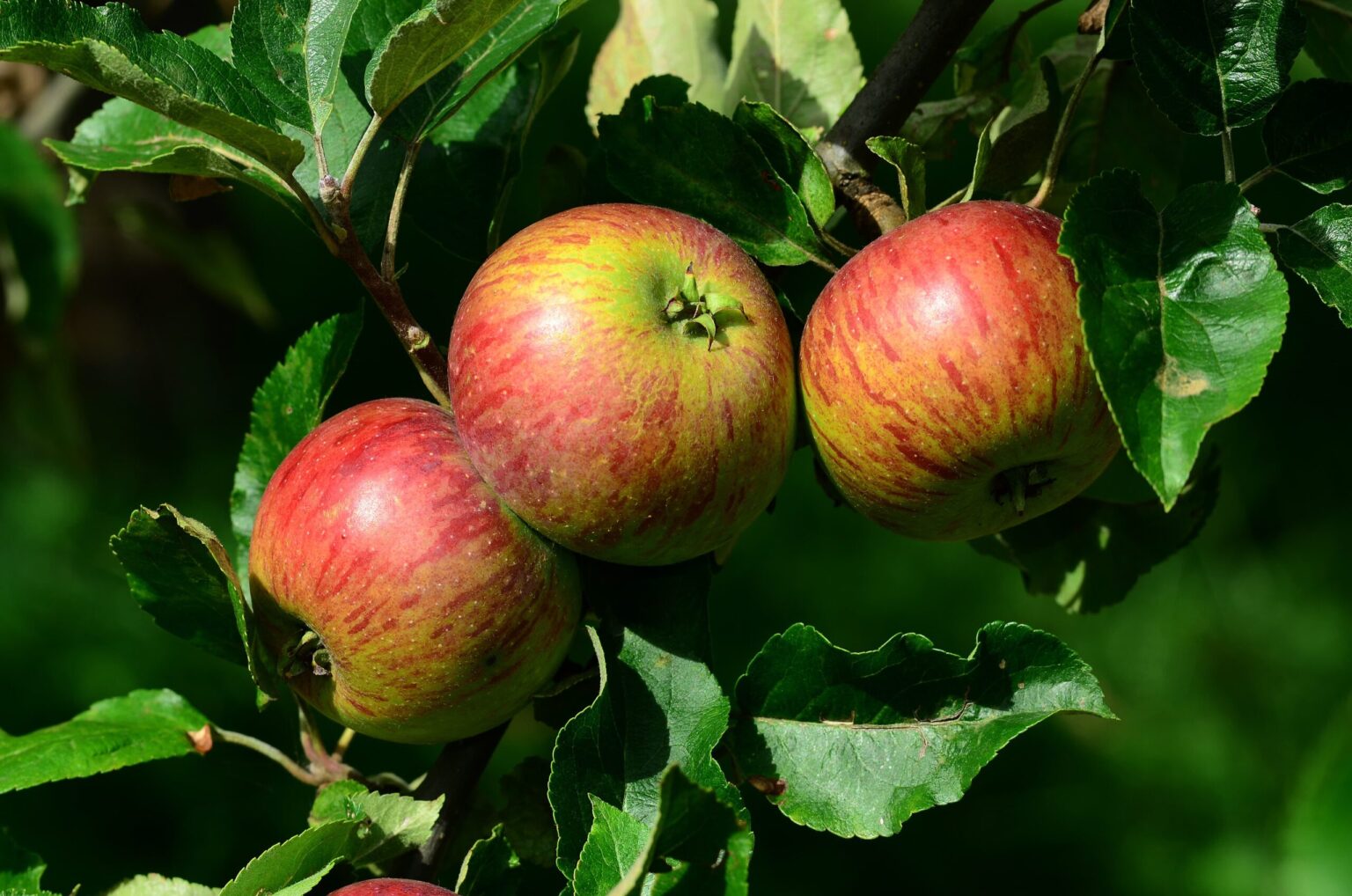 Zahrada v březnu 21 Jabloň (Malus)