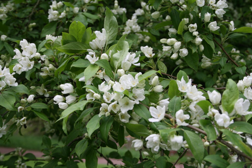 Jabloň bobulovitá (Malus baccata)