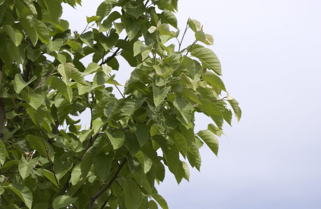 Jabloň vlnatá (Malus tschonoskii)