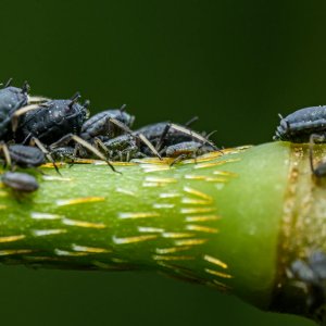 Škůdci rostlin 4 mšice smrková