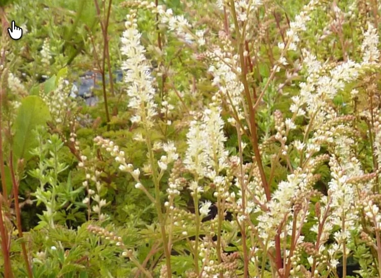 Aruncus aethusifolius