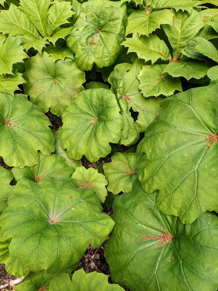 Astilboides tabularis (Astilboides tabularis)