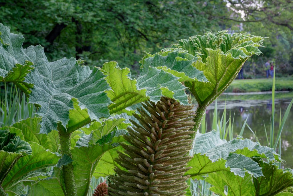 barota rukávovitá (Gunnera manicata)