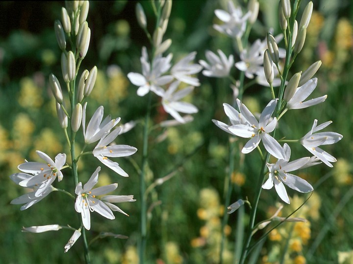 jagavka ľaliovitá (Anthericum liliago)