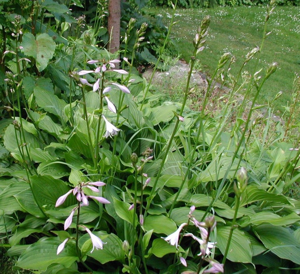 hosta Fortunova (Hosta fortunei)
