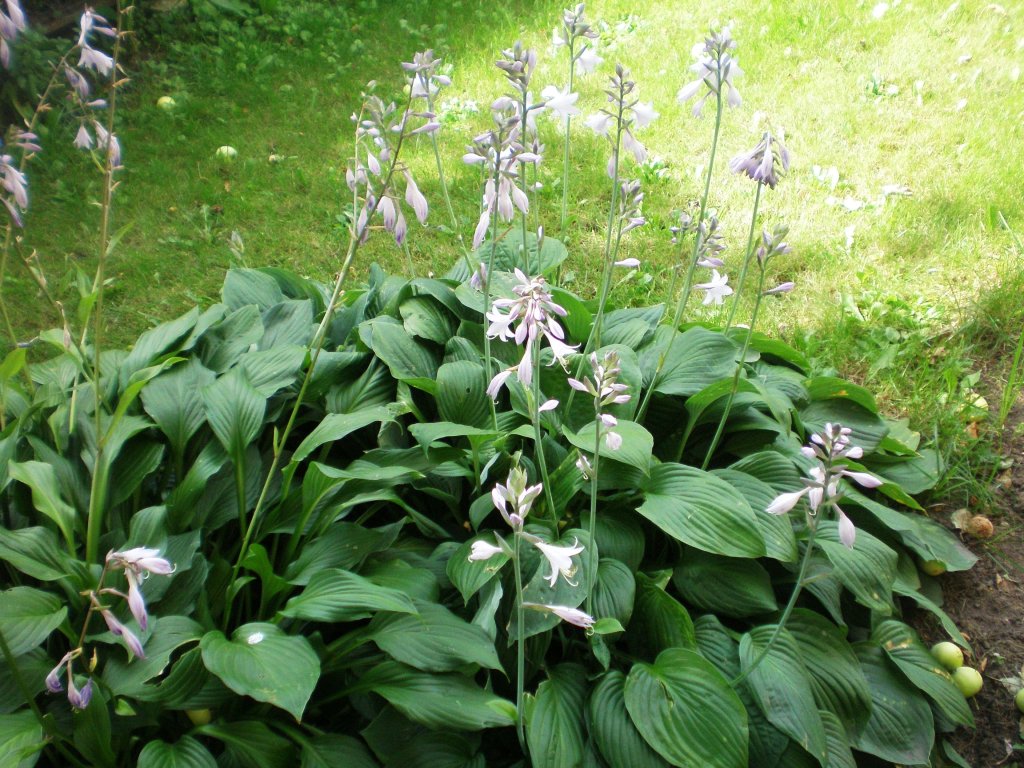 hosta skorocelová (Hosta plantaginea)