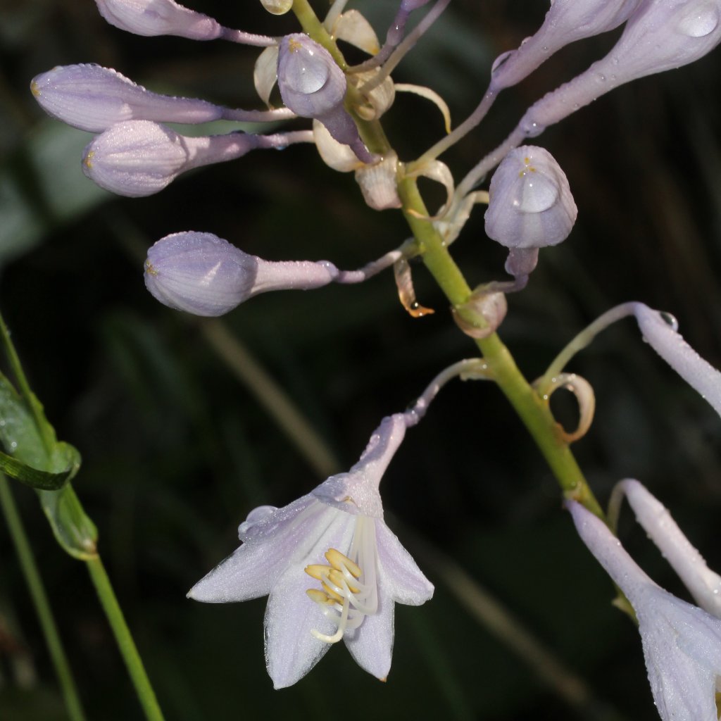 hosta kučeravá (Hosta crispula)