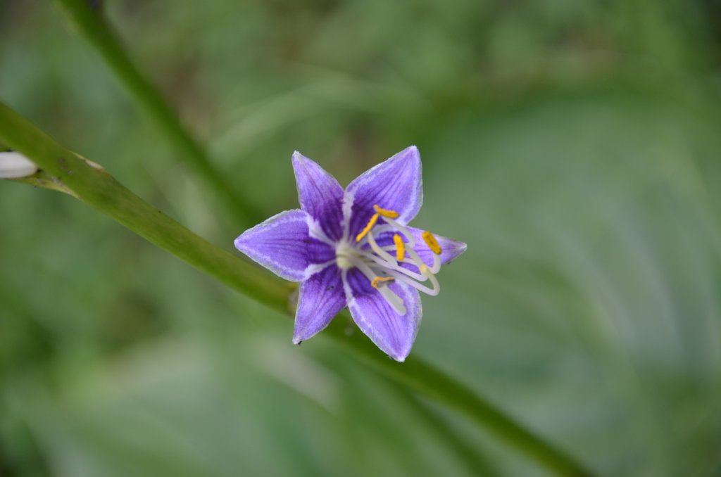 hosta nafúknutá 'Aureomaculata' (Hosta ventricosa 'Aureomaculata')