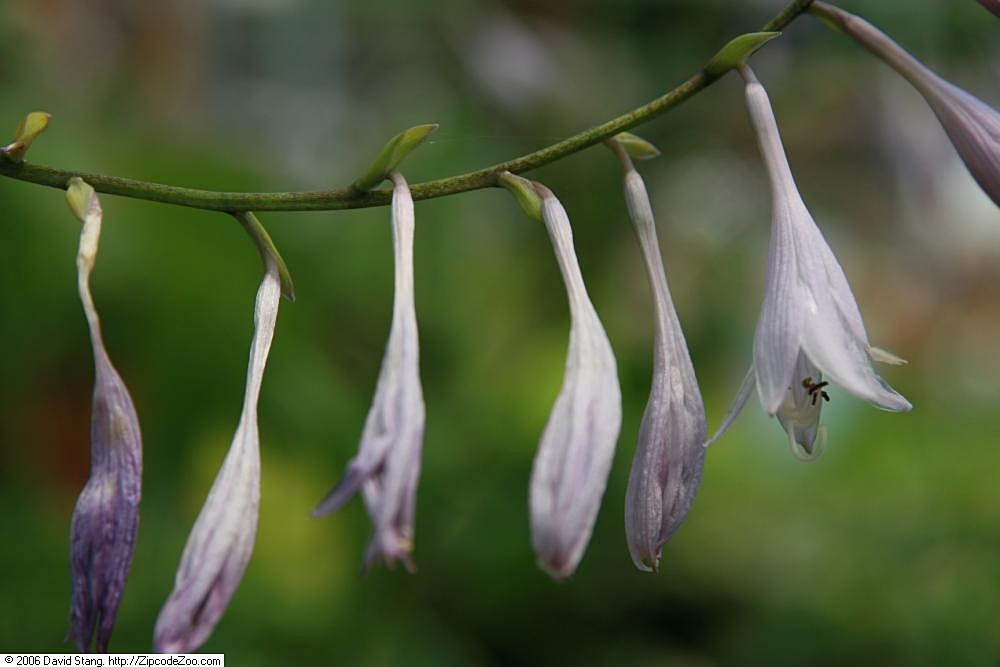 hosta zvlnená 'Albo-marginata' (Hosta undulata 'Albo-marginata')