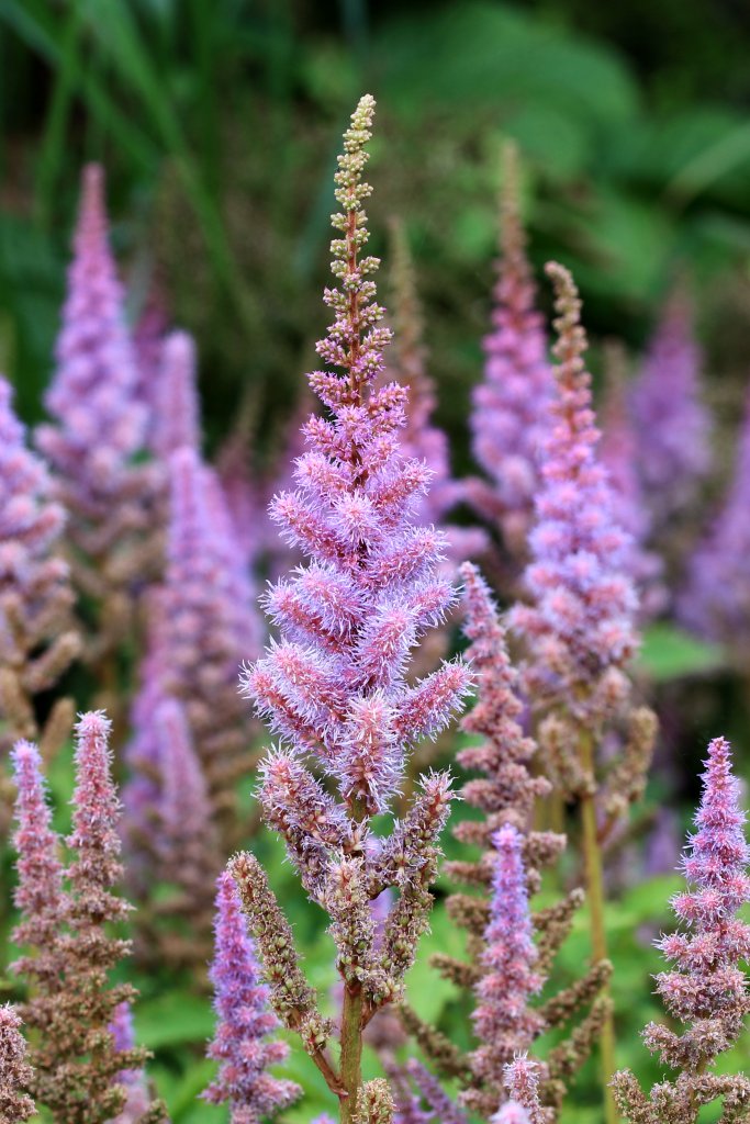 čechrava čínska 'Pumila' (Astilbe chinensis 'Pumila')