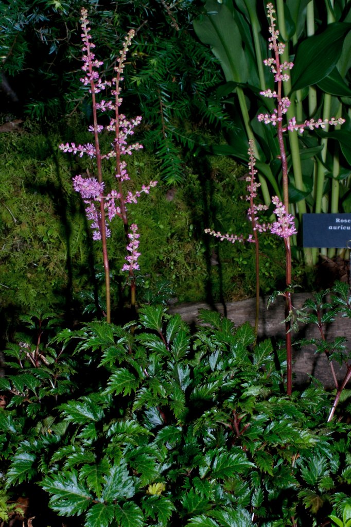 čechrava 'Lilliput' (Astilbe crispa 'Lilliput')