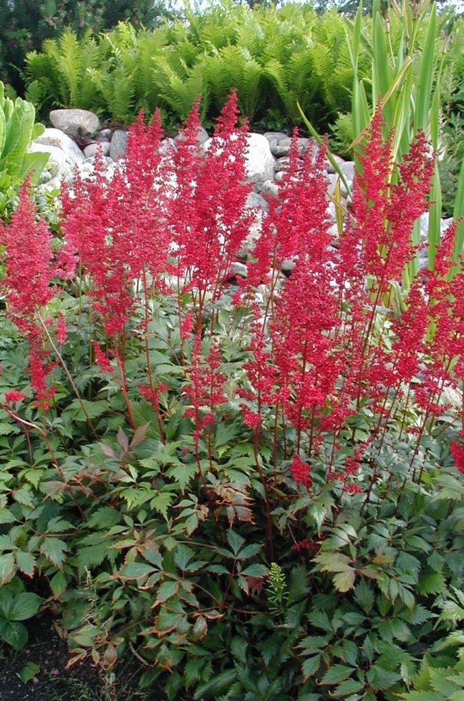 čechrava záhradná 'Fanal' (Astilbe x arendsii 'Fanal')