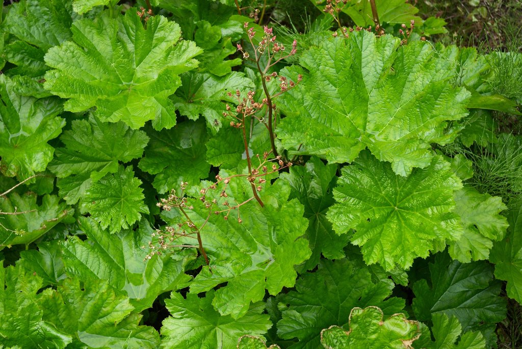 Darmera peltata (Darmera peltata)