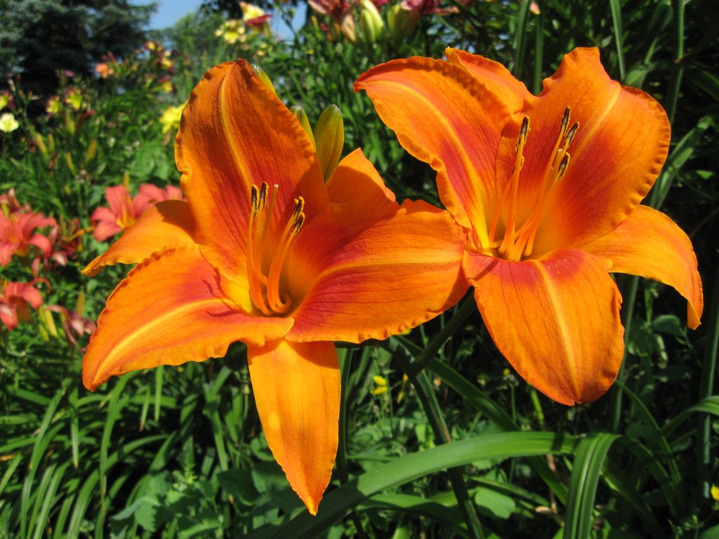 ľaliovka 'Burning Daylight' (Hemerocallis 'Burning Daylight')