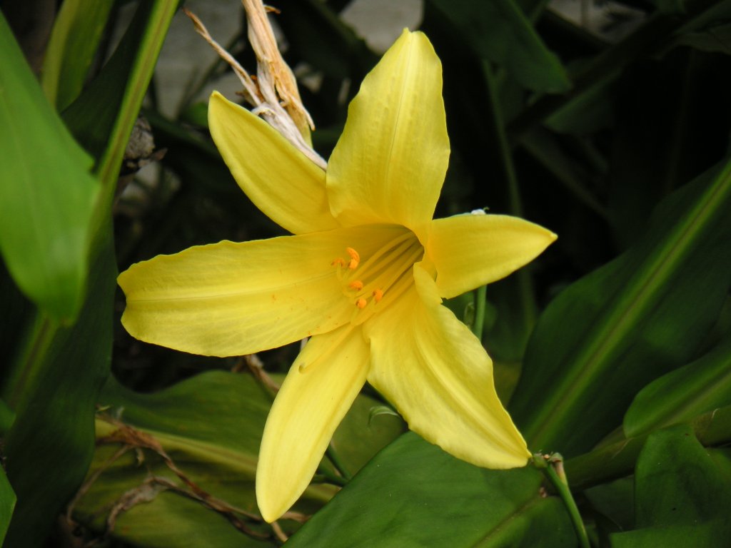 ľaliovka menšia (Hemerocallis minor)