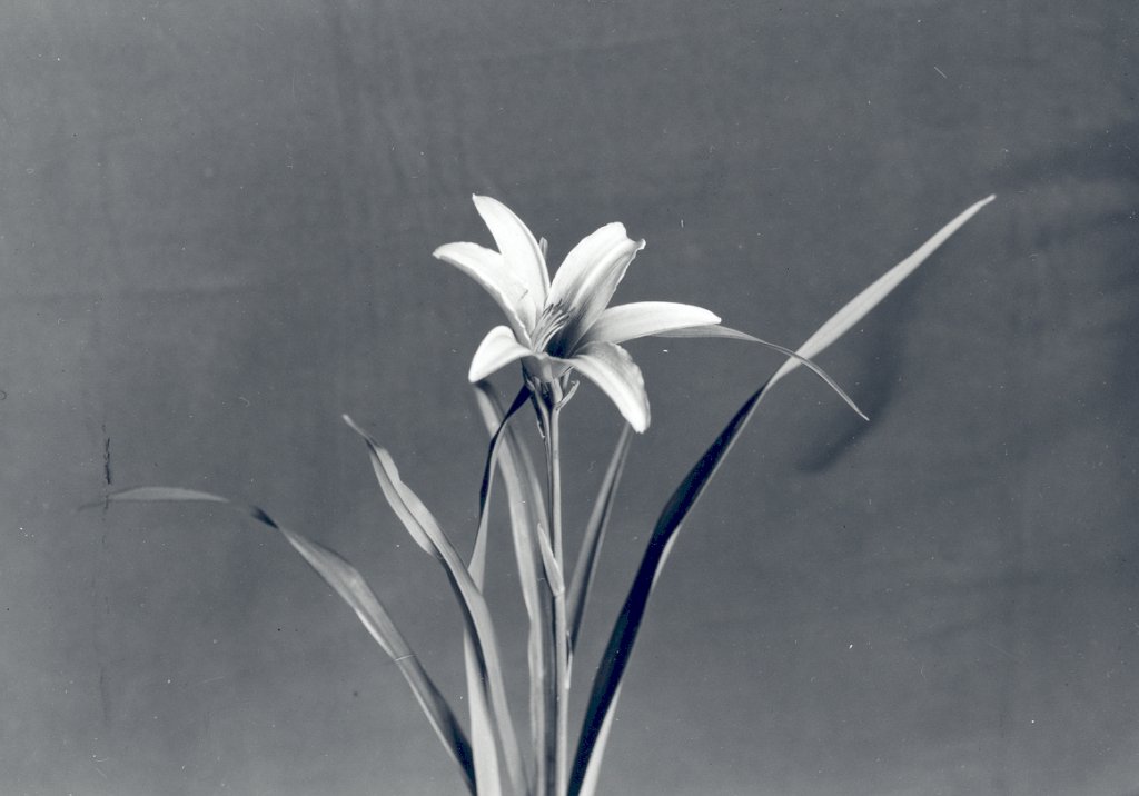 ľaliovka oranžová (Hemerocallis aurantiaca)