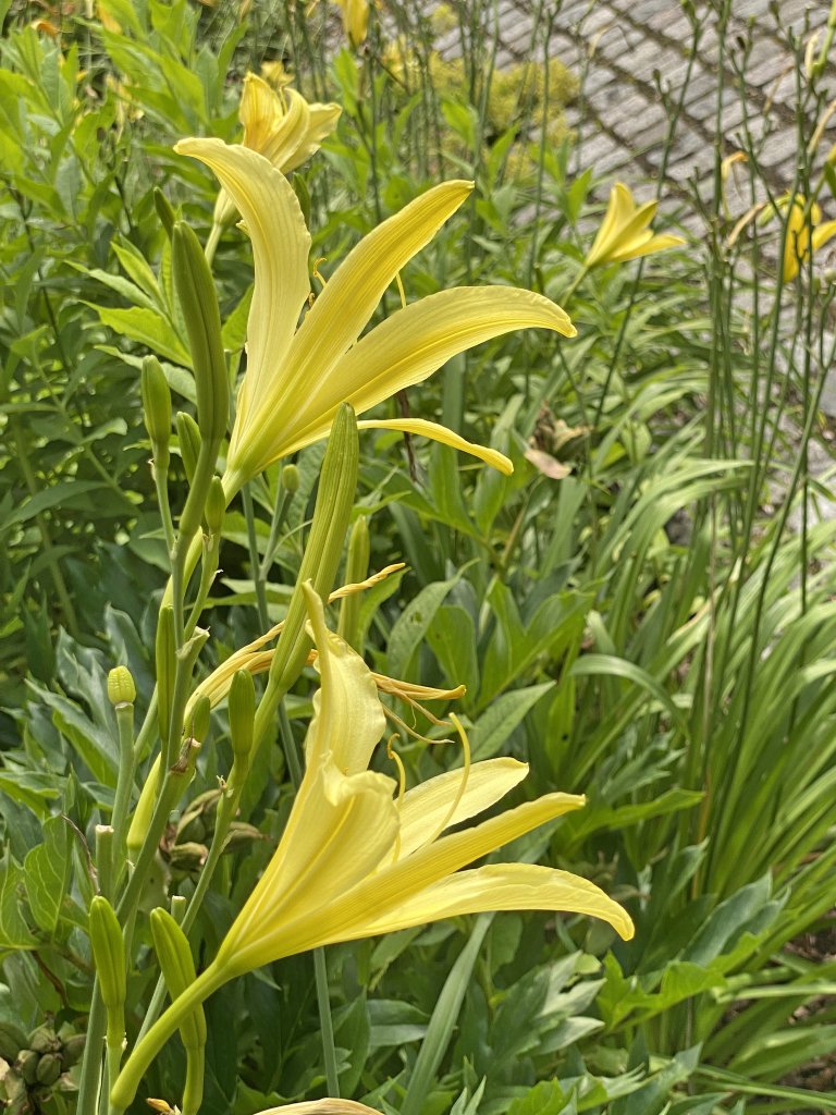 ľaliovka žltá (Hemerocallis lilio-asphodelus)