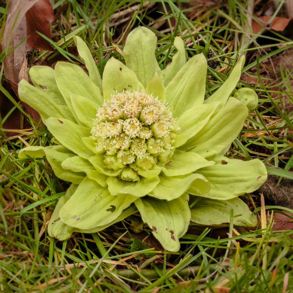 deväťsil japonský (Petasites japonicus)