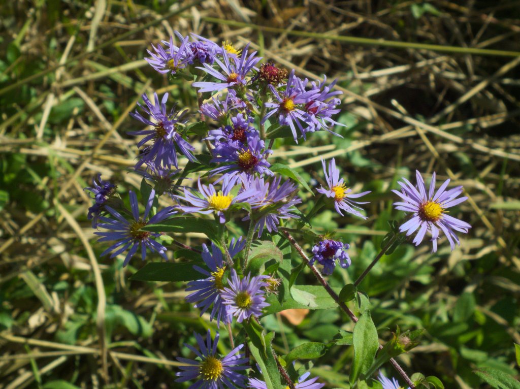 astra purpurová (Aster puniceus)