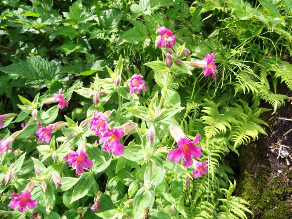 čarodejka Lewisova (Mimulus lewisii)