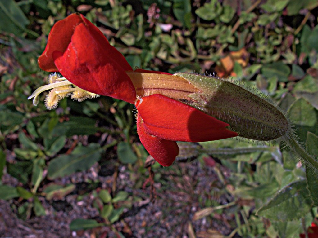 čarodejka šarlátová (Mimulus cardinalis)