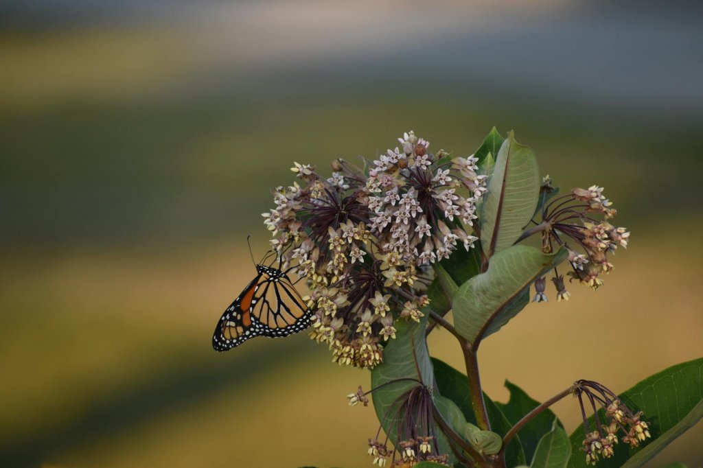 glejovka biela (Asclepias incarnata var. alba)