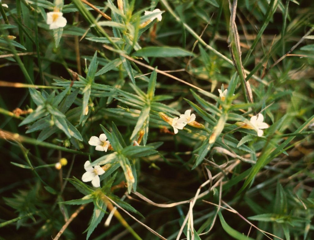 konitrud lekársky (Gratiola officinalis)