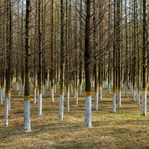 konzervacni osetreni stromu dutiny vazby a sanace